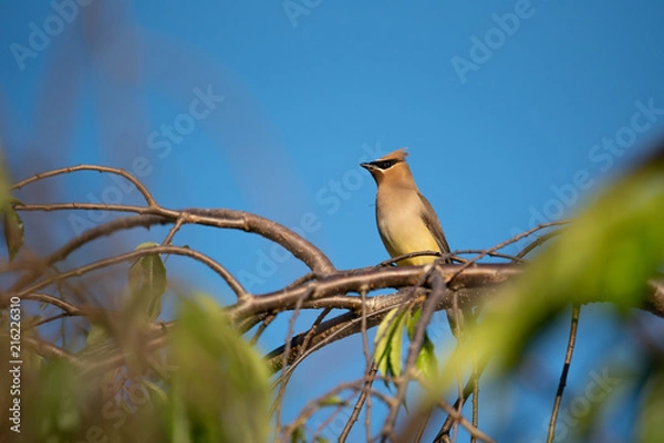Fototapeta Bird on Tree