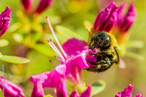 Fototapeta Bumblebee on Flower