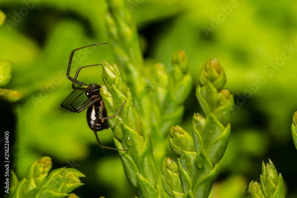 Fototapeta Spider on Leaf