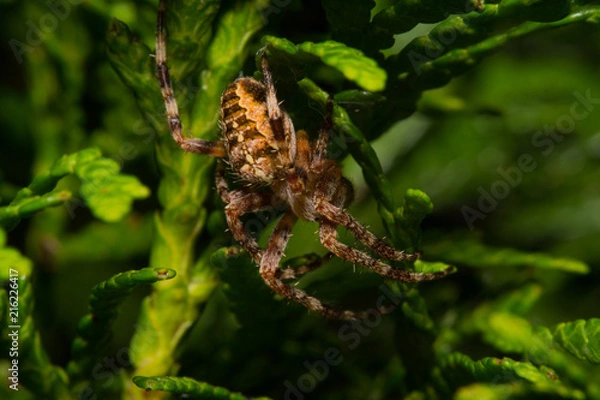 Fototapeta Spider on Leaf