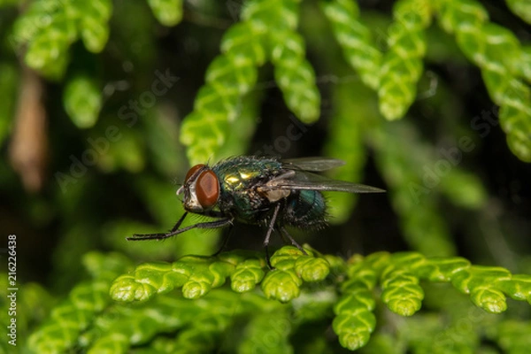 Fototapeta Fly on Leaf