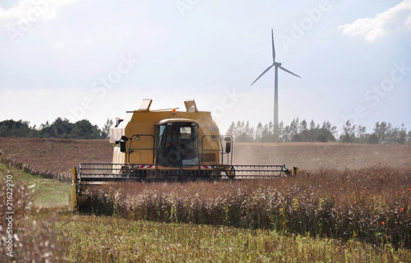 Fototapeta Raps ernte 13