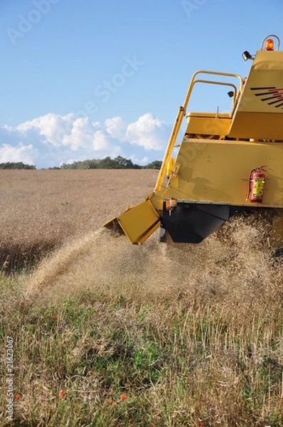 Fototapeta Raps ernte 9