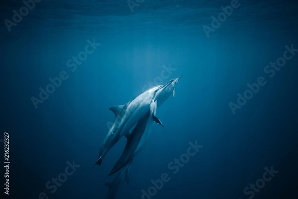 Obraz View of dolphins swimming underwater