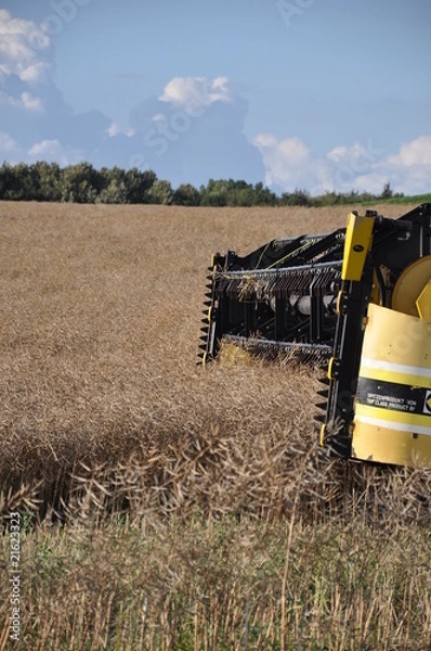 Fototapeta Raps ernte 4