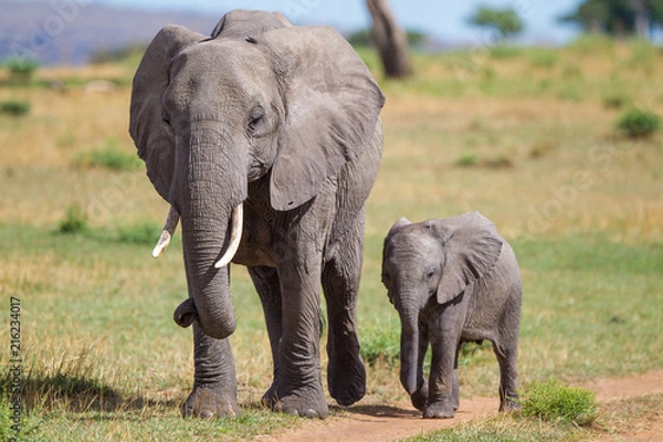 Obraz Słoń z młodym na sawannie Serengeti w Tanzanii