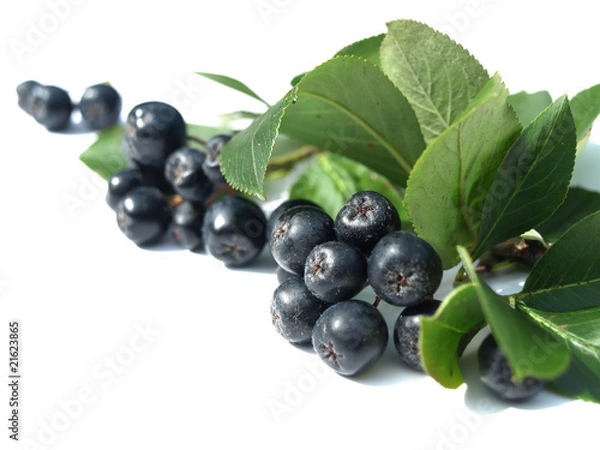 Fototapeta black chokeberry (aronia)