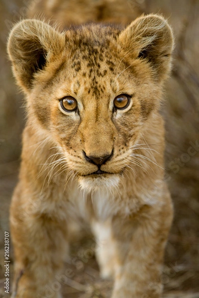 Obraz Cuccioli di leone leoncini nel parco nazionale del Serengeti in Tanzania