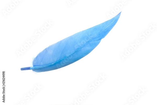 Obraz feather
