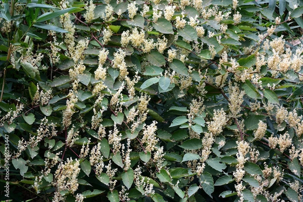 Obraz グミの花（背景素材）