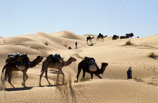 Obraz Dromedar Caravans na Sahara
