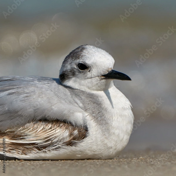 Obraz Seagull on the beach