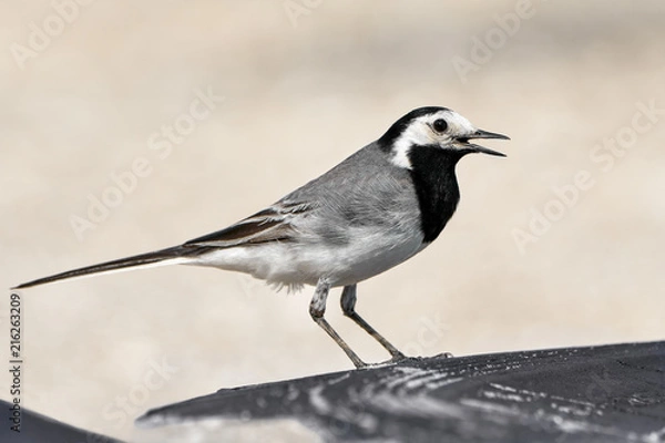 Obraz White wagtail