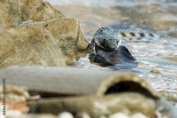 Obraz Water snake swallows fish