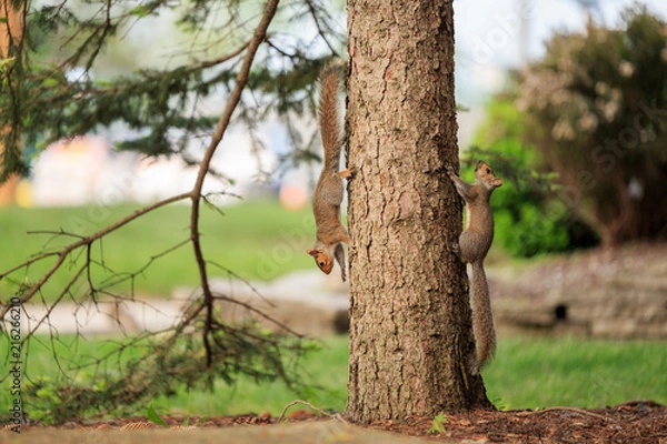 Obraz squirrel couple play