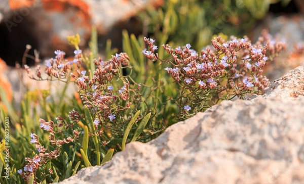 Obraz sea flowers