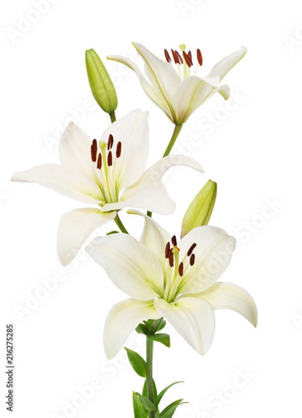 Obraz kwiat lilii