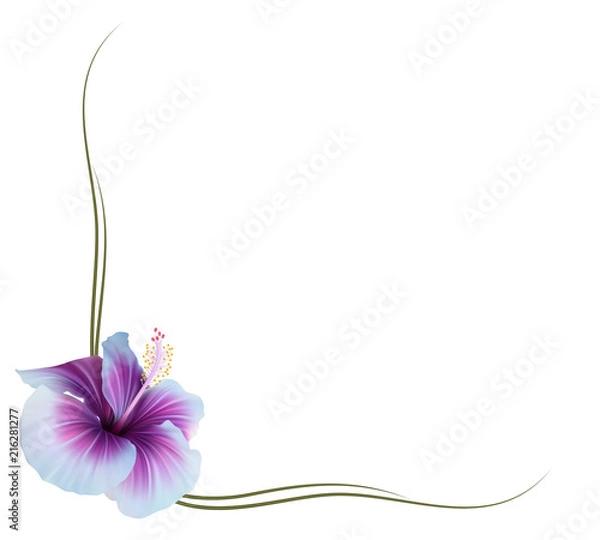 Obraz Realistic violet hibiscus frame, corner.