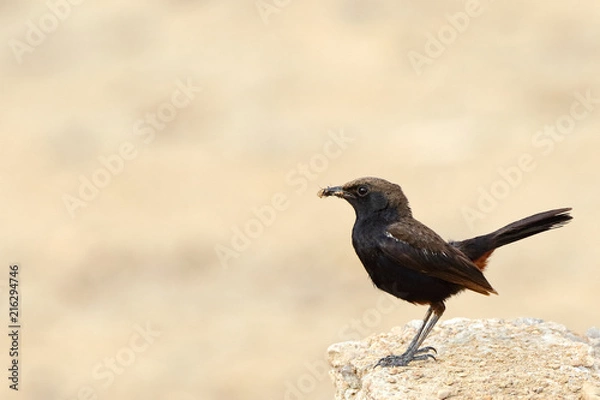 Fototapeta Indian Robin