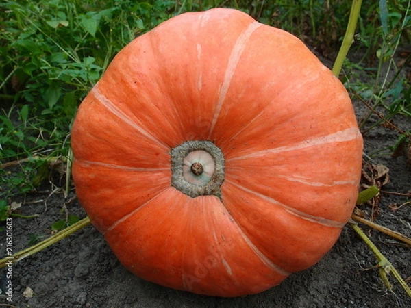 Obraz Pumpkin large size, close-up