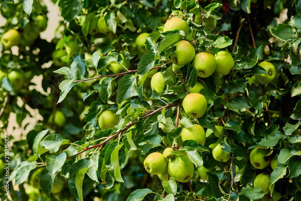 Fototapeta green ripe apples on a branch