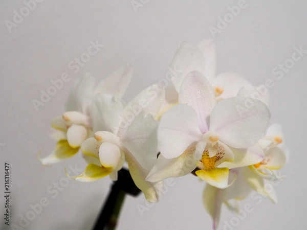 Obraz Beautiful White Orchid