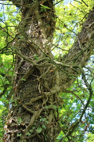 Obraz gefesselter Baum