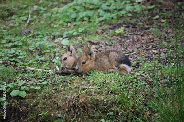 Obraz Kleine Häschen 2