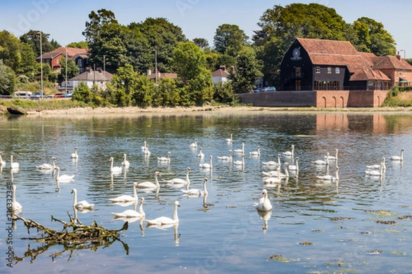 Obraz swans in fareham