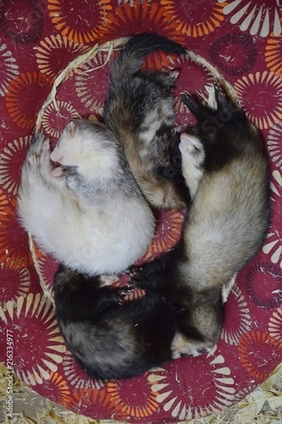 Fototapeta ferrets sweetly sleep in a round soft crib