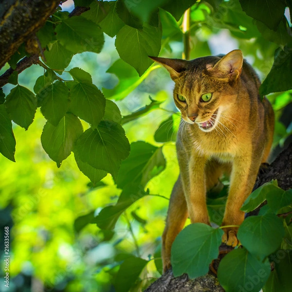 Fototapeta Felis catus demonstrates a bitter grunge sitting on an apple tree branch