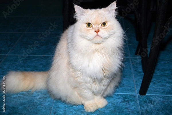 Obraz Beautiful Persian cat.