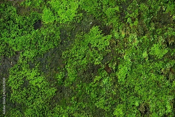 Obraz texture of moss, mold in stone, nature background