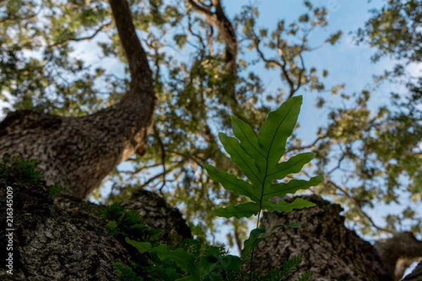 Obraz Green leaf on the tree with blurred background