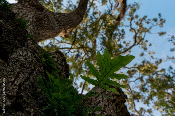Obraz Green leaf on the tree