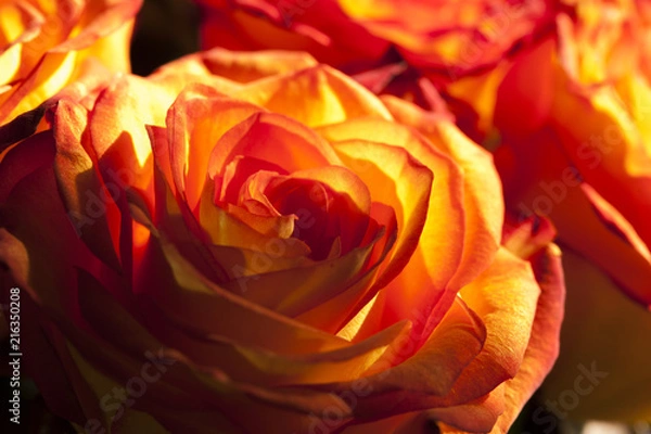 Obraz natural rose 1