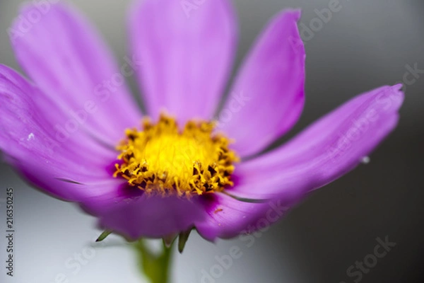 Obraz purple flower 1