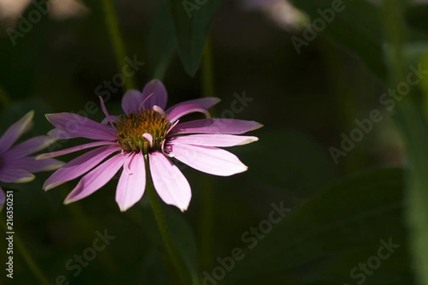 Obraz purple flower with space