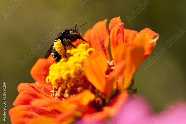 Obraz Pollen Legged Bee