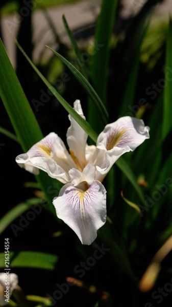 Fototapeta white Iris