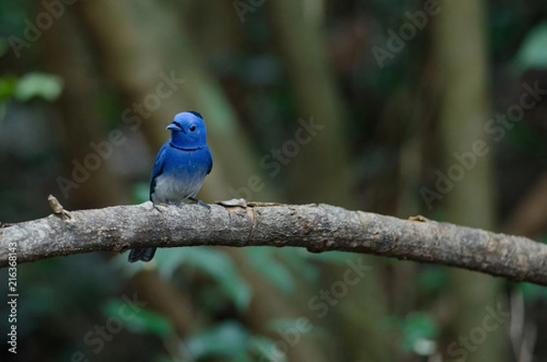 Obraz Male Black-naped monarch perching on tree branch