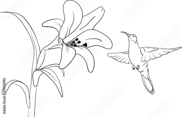 Fototapeta Hummingbird getting nectar from a lilly flower