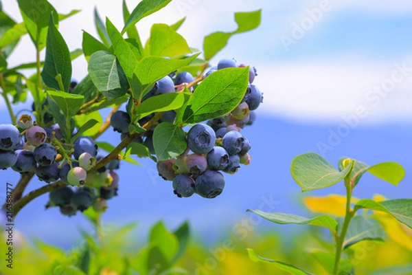Obraz Ripe blueberries on a background of a blueberry plantation, blue sky and mountains.