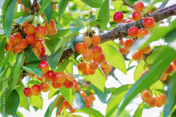 Fototapeta Branches of cherry trees with ripe appetizing cherries during harvesting. 