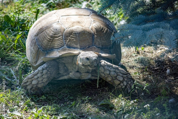 Fototapeta giant turtle