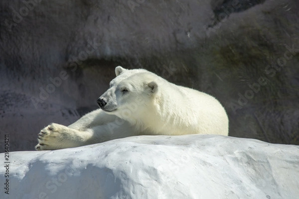 Obraz white bear on a white rock