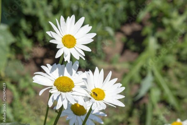 Obraz three daisies on a green background