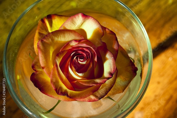 Obraz Rose in a Dish