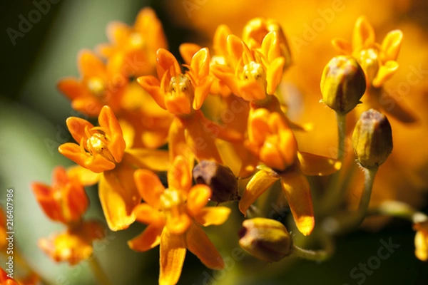 Obraz golden flowers