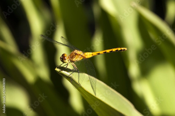 Obraz yellow dragonfly